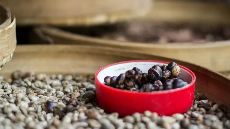 Kopi Luwak Taste – Still Worth The Hype in 2022?