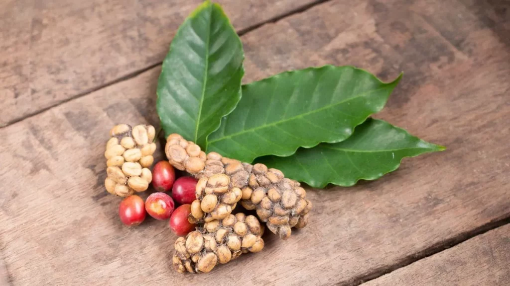 Kopi Luwak taste - Pros and cons